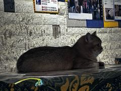 -平行世界·猫咖(首经贸店)