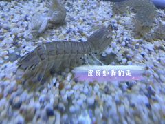 -白仁仔· 活烤海鲜 宵夜(豫园店)