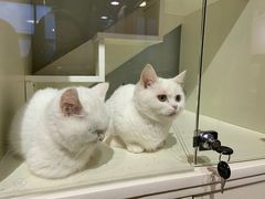 -70cat德文卷毛猫·缅因猫纯种猫舍