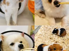 -怪兽屋·羊驼·猫咖·狗咖(俊华广场店)