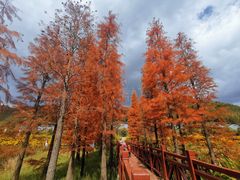 -广州市石门国家森林公园