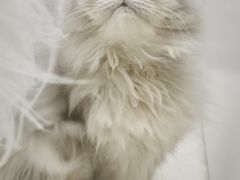 -momokira米努特·德文卷毛猫·棉花面纱犬