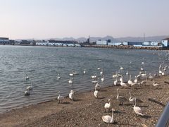 -烟墩角天鹅湖