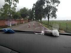 -廖哥泡椒兔(峨眉店)