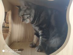 -猫的茶·猫咖