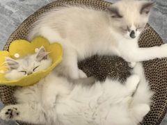 -美联众合动物医院(·中兽医·疑难杂症·严家桥分院)