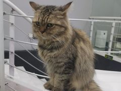 -极木²邸 人与宠物·互动社区