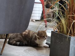 -咖法森林·咖啡  酒吧(天河店)