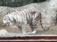 -清迈夜间动物园