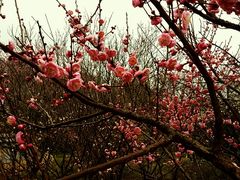 android_upload_pic-香雪海