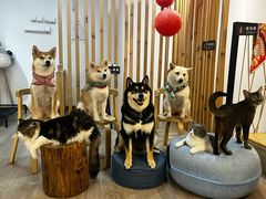 -柴迷FANS CLUB·柴犬狗咖·猫咖