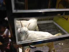 9.3-上海大自然野生昆虫馆