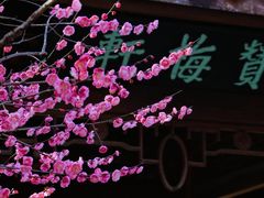 -杭州植物园