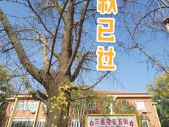 -三里屯东五街银杏大道