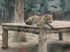 -石家庄市动物园