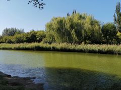 -大兴滨河森林公园