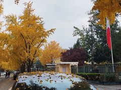 -三里屯东五街银杏大道