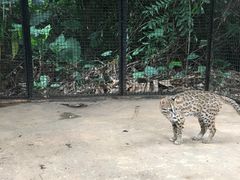 -海南热带野生动植物园