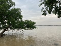 -宝安西湾红树林湿地公园