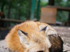 -宫城藏王狐狸村