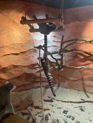 -Zoolung Zoolung动物主题公园(海信广场店)