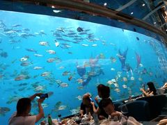 -瑞德姆美人鱼海底演艺主题餐厅(亚龙湾店)