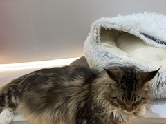 -COLOR PETS 撸猫馆·购猫·猫咖(长风大悦城店)