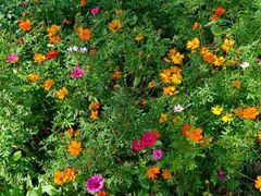 -前小桔亲子创意农场·草莓采摘·露营烧烤