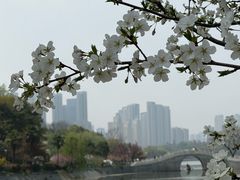 -月湖风景区