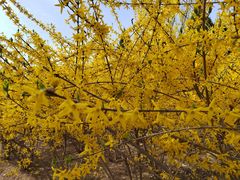 -永定河休闲森林公园