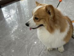 -瑞鹏宠物医院·骨外科·心肾科·肿瘤科(九亭店)