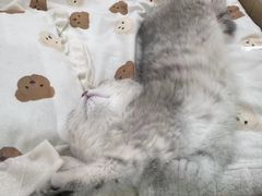 -momokira米努特·德文卷毛猫·棉花面纱犬