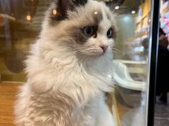 -瑞幸咖啡(国贸商场店)