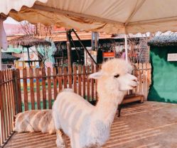 -萌宠亲子动物乐园(槐房万达店)