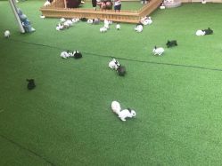 -萌宠亲子动物乐园(槐房万达店)