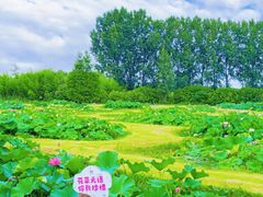 -池杉湖湿地公园