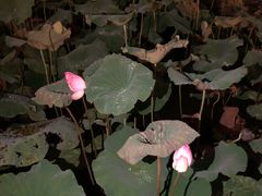 -惠州西湖丰渚园