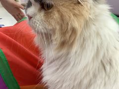 -喵园·猫主题咖啡厅·撸猫·猫咖(国贸店)