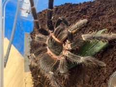 -酷以爬仙阁实体爬宠店·守宫·蜥蜴·专业繁育