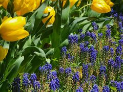 -上海鲜花港