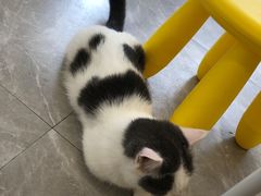 -猫力发电所·宠物专门店