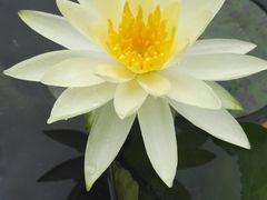 -三宝大饭店-中和艺素餐厅(浦上金山正祥广场店)