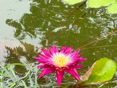 -莲花池公园