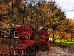 -云岭野山参风景区