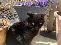 -喵屿·大理花园猫咖