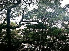 -太平山顶