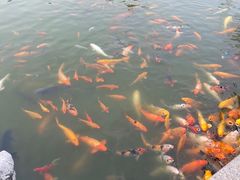 -檀园