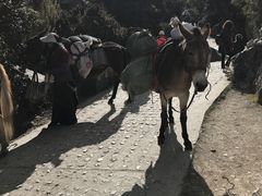 -稻城亚丁风景区-电瓶观光车售票处