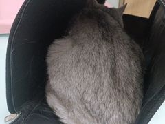 -宠福鑫康馨动物医院·骨科·眼科