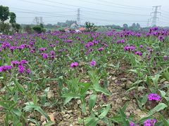 -紫颐香薰山谷景区